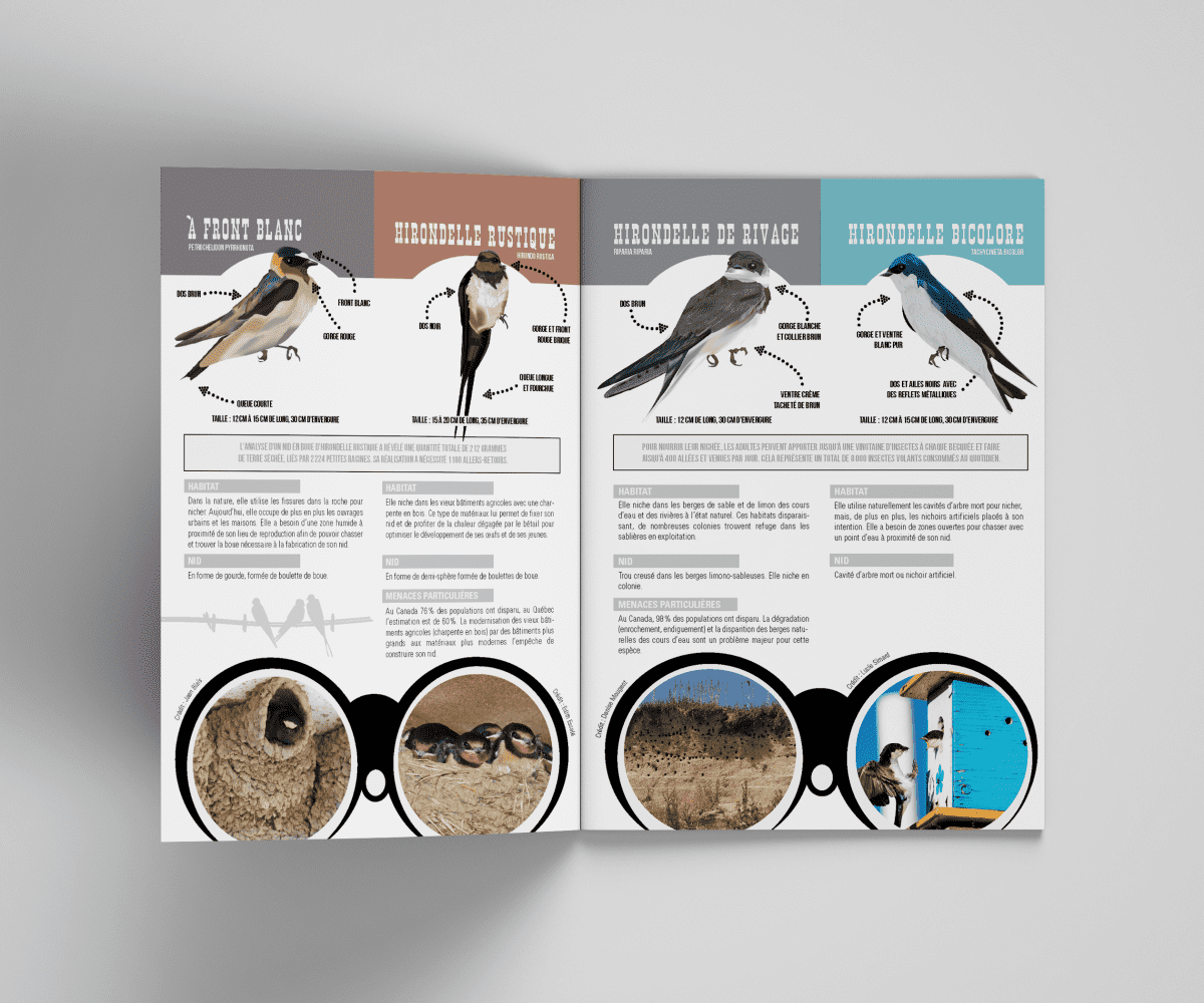 Hirondelle_inside_2