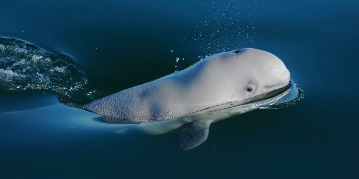 NatureQc-Non-GNL-qc_beluga