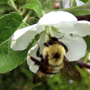 Abeille_2
