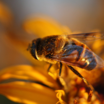 Abeille_3