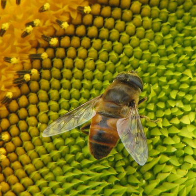 abeille_1