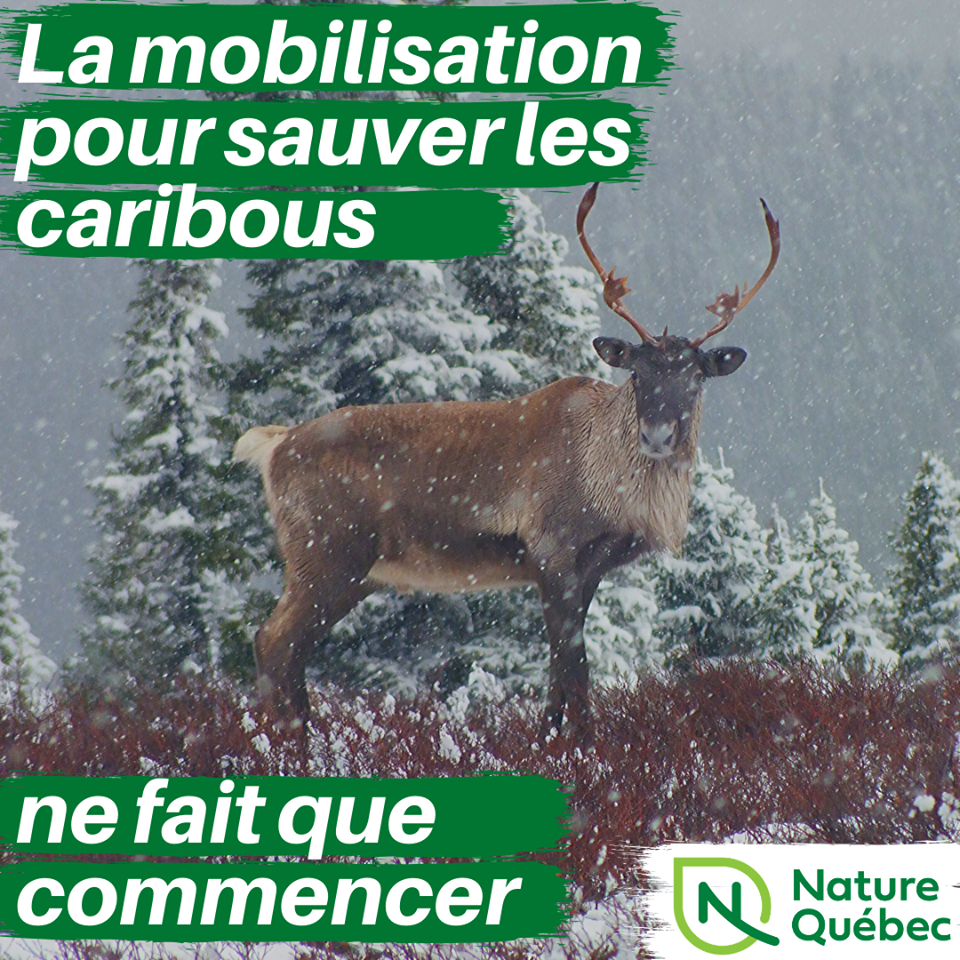 Communiqué -  Nature Québec prévient le ministre Dufour que la mobilisation pour sauver les caribous ne fait que commencer