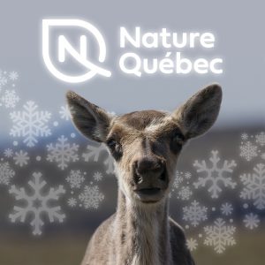 Playlist spotify cadeau boréal