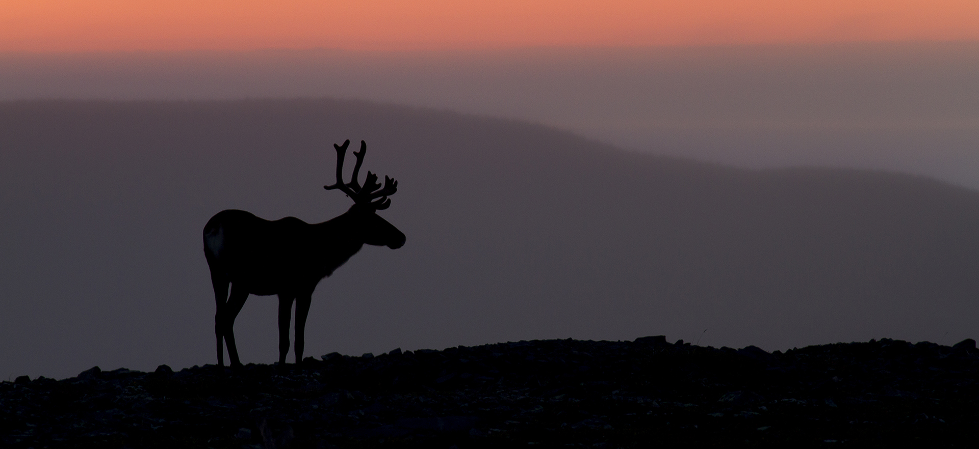 Carbibou Gaspésie_Hugues Deglaire-crop caribou de la gaspésie, photo par hughes deglaire