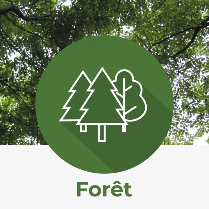 Icône forêt nature québec
