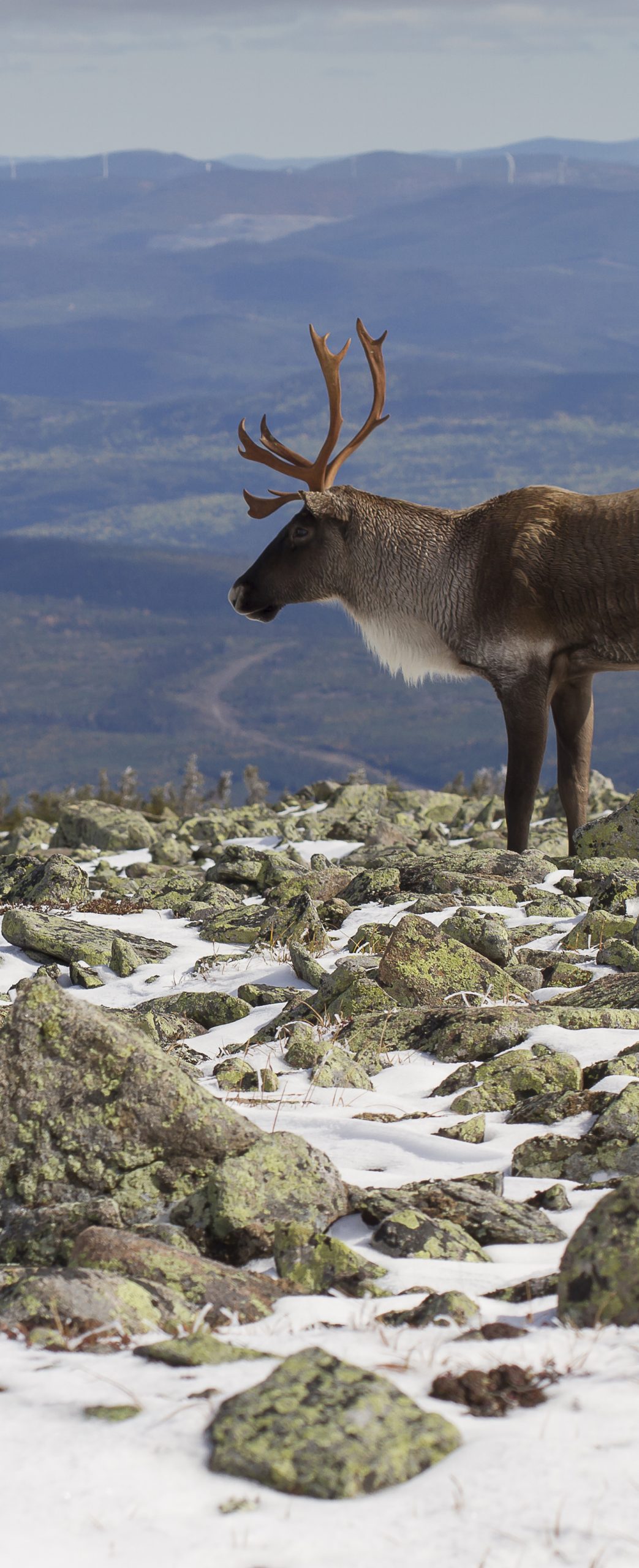caribou montagnard