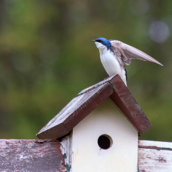 Hirondelle bicolore