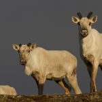 caribous femelles