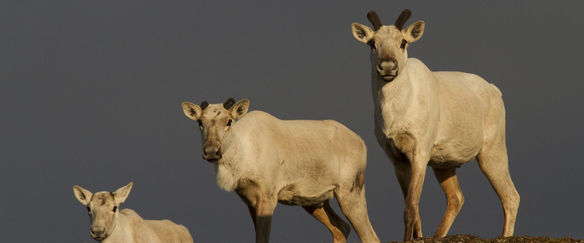caribous femelles