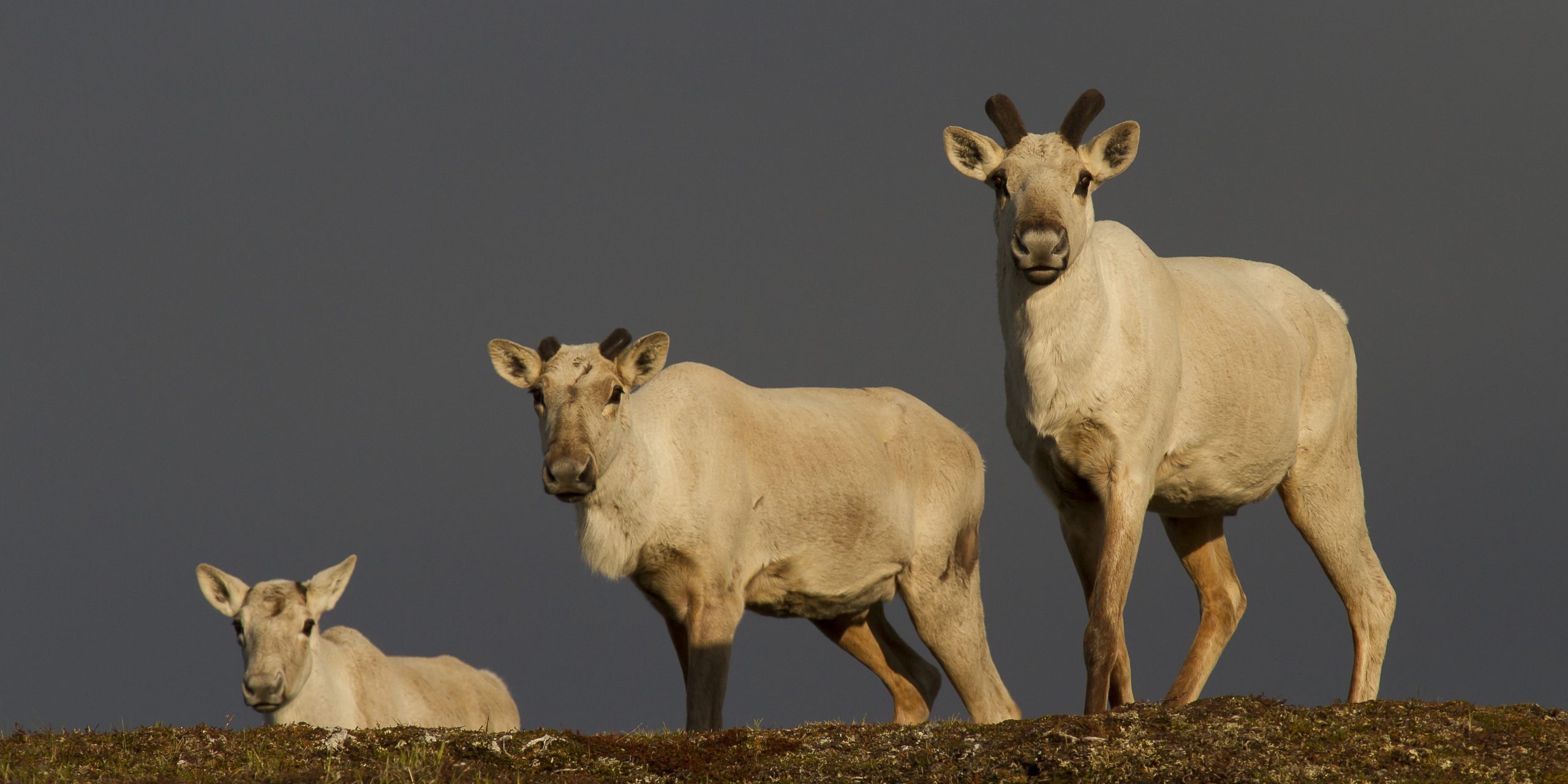 caribous femelles