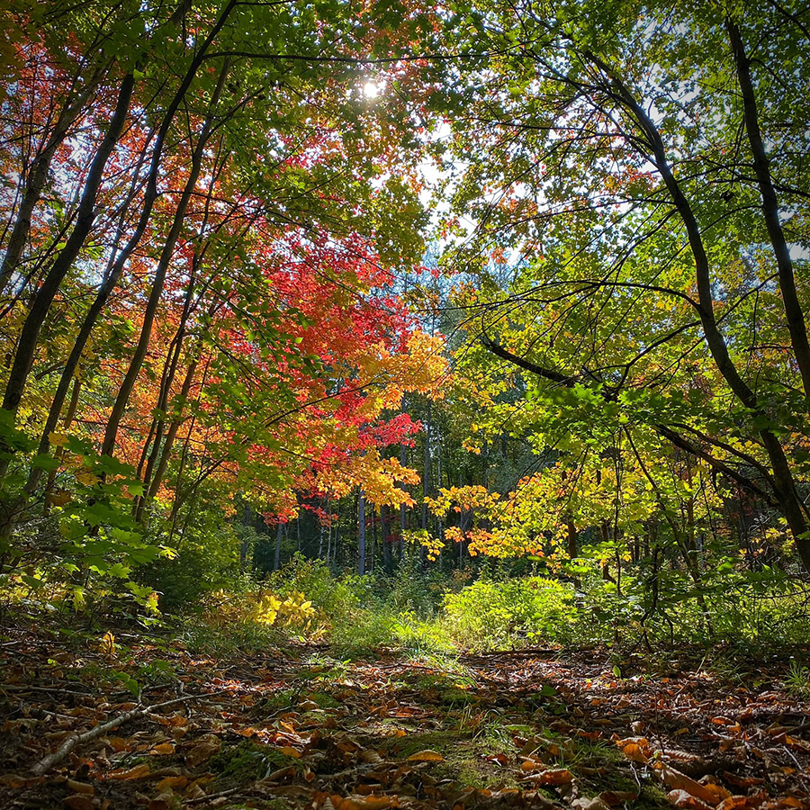 Sentier coureur des bois