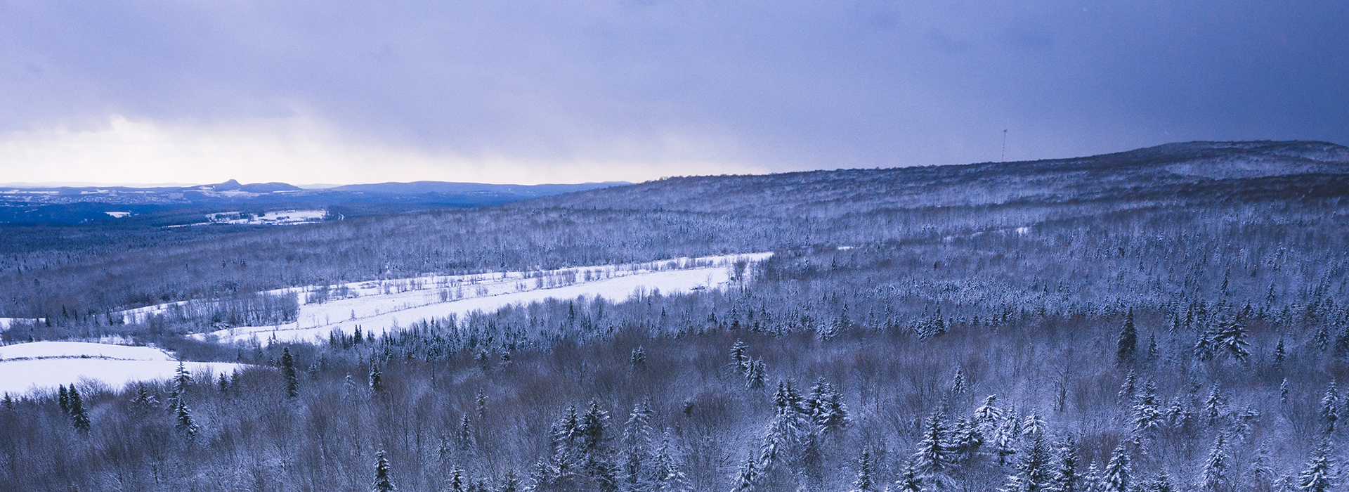 forêt au québec