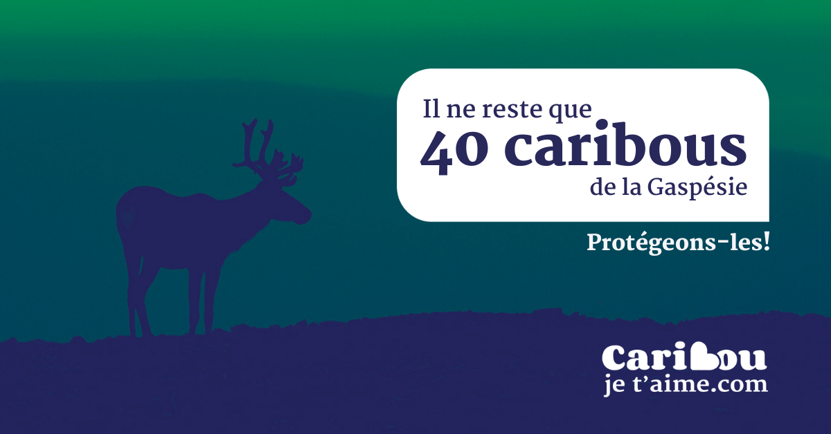 Communiqué - « Caribou, je t’aime » Conjuguer été, tourisme et protection du caribou de la Gaspésie