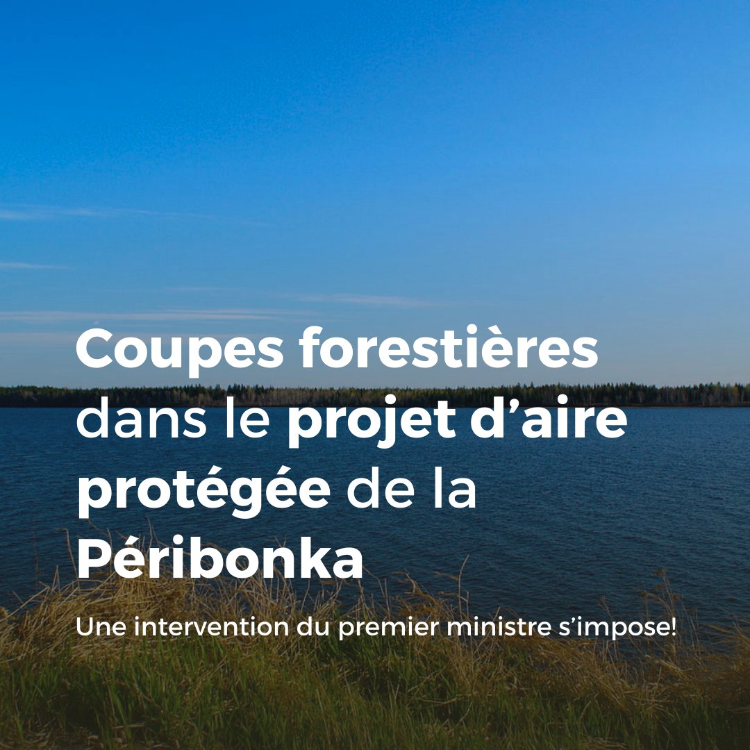 Communiqué - Coupes forestières dans le projet d’aire protégée de la Péribonka : une intervention du premier ministre s’impose