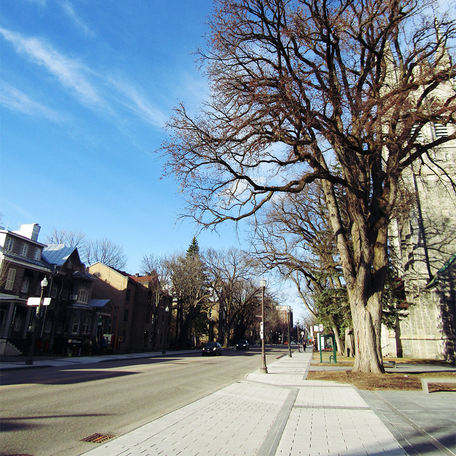 La rue Grande-Allée à Québec avec des grands arbres matures