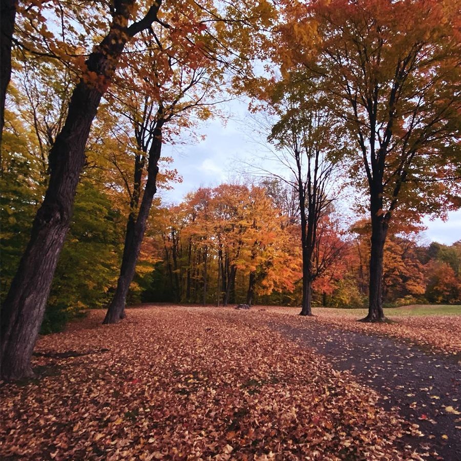 Plaine d'Abraham à l'automne