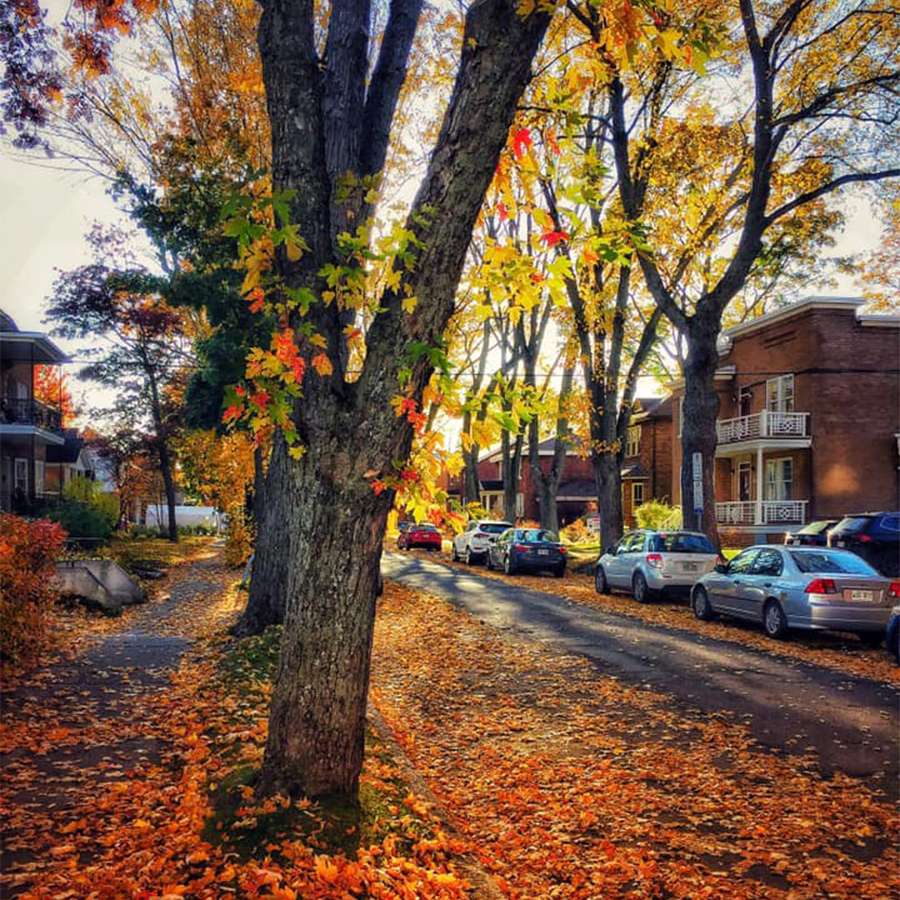 l'automne dans une rue de Sillery présentant des arbres matures et défoliés