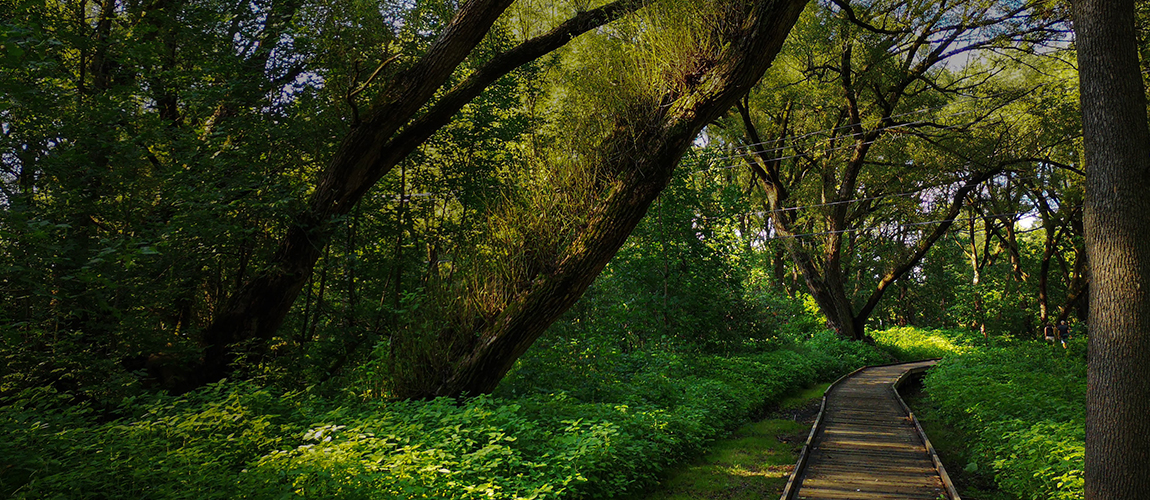 parc urbain aménagé avec un sentier de bois