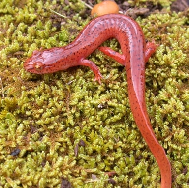 salamandre pourpre