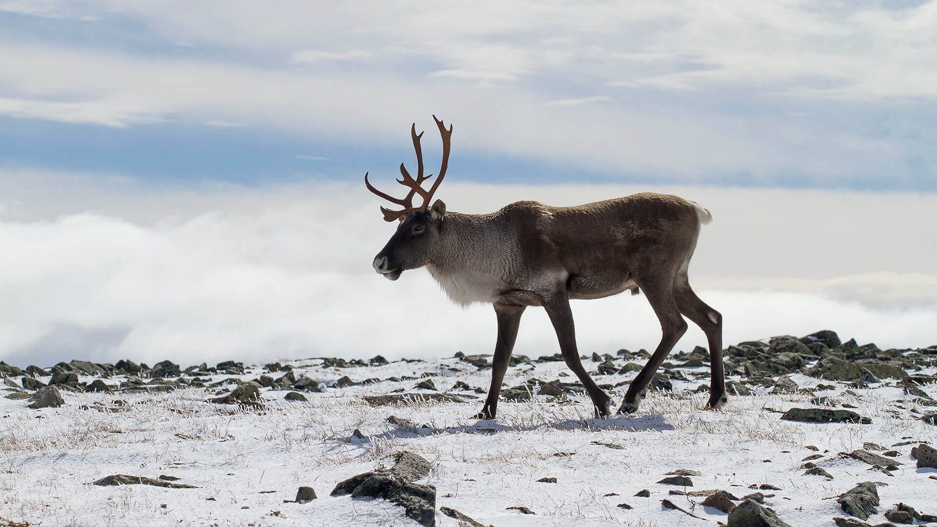 Caribou de la Gaspésie, Crédit : Hugues Deglaire