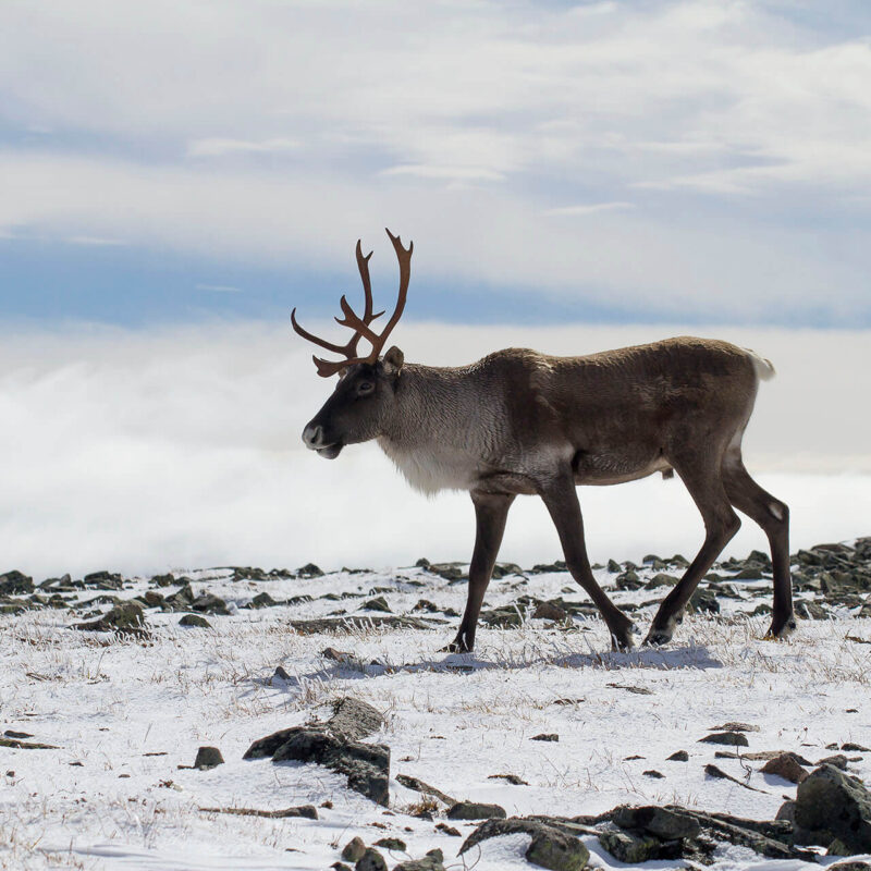 Caribou de la Gaspésie, Crédit : Hugues Deglaire