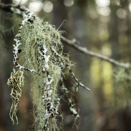 Lichen au Québec