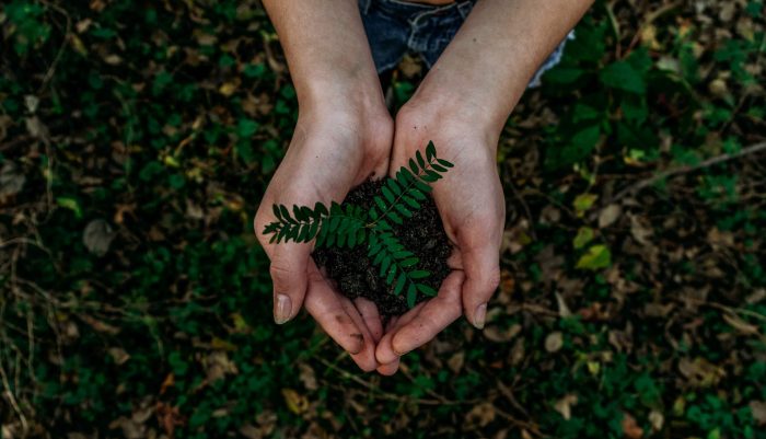 Don pour Noël : 6 façons de faire cadeau de la nature