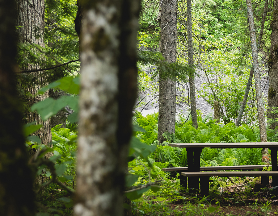 Forêt Joly de Lotbinière