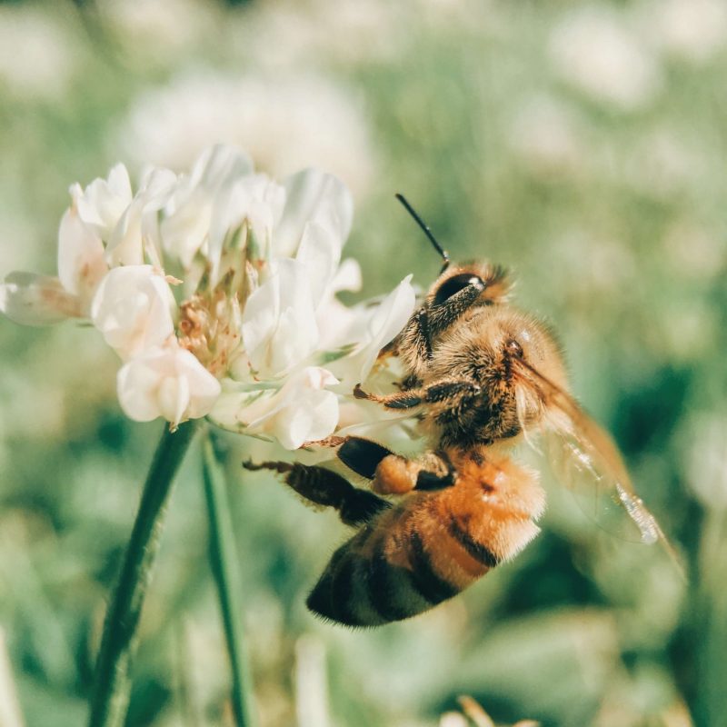 PH_Abeille_Unsplash_2022