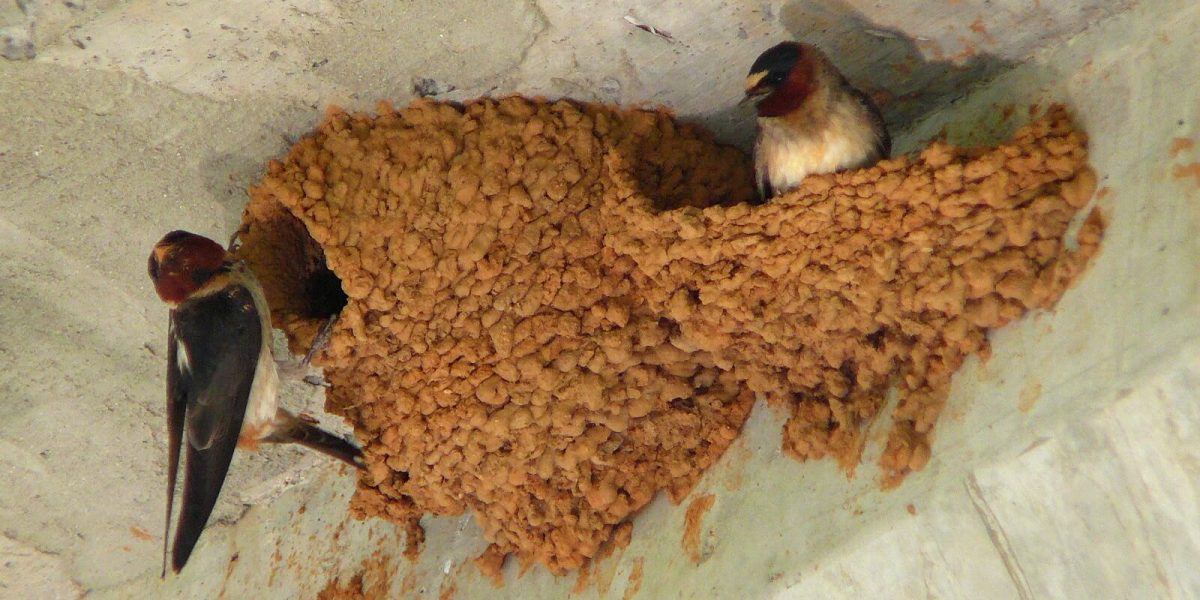PH_Cliff-Swallow-HirondelleFrontBlanc_wikicommons-Ken Thomas_2022
