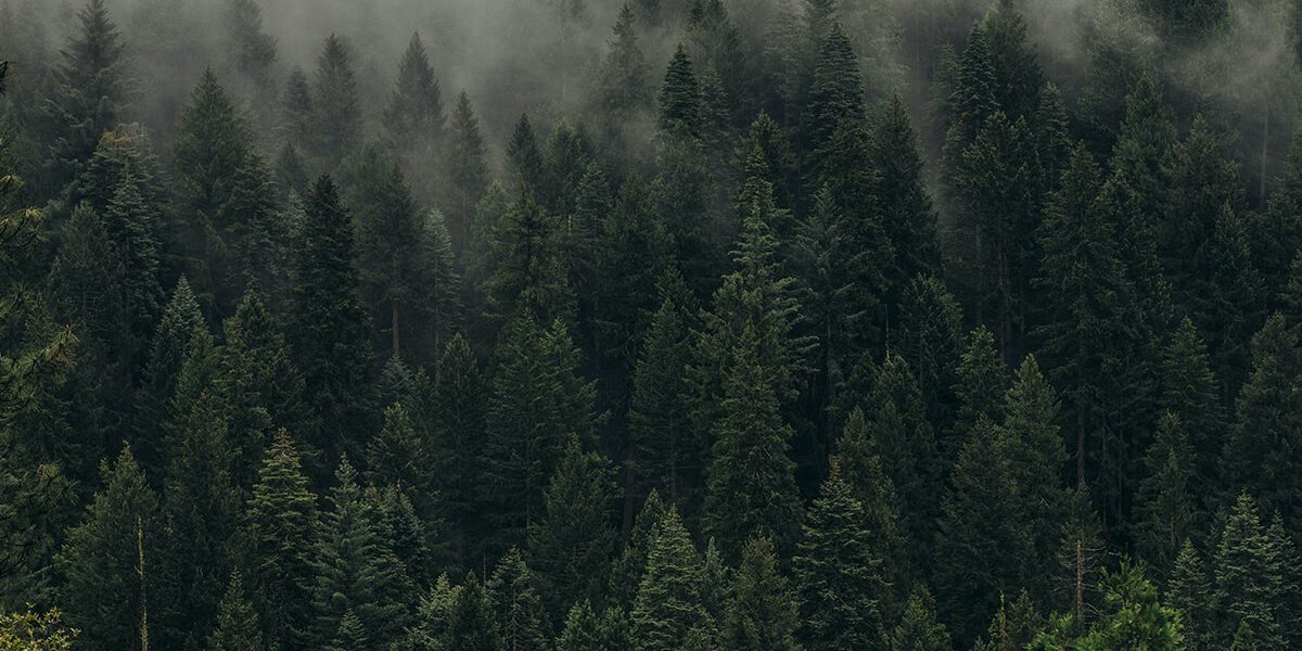 PH_Foret_Unsplash_2022