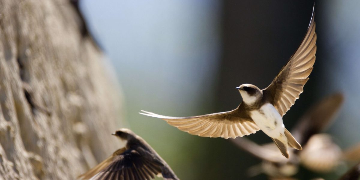 PH_HirondelleRivage_Unsplash_202204