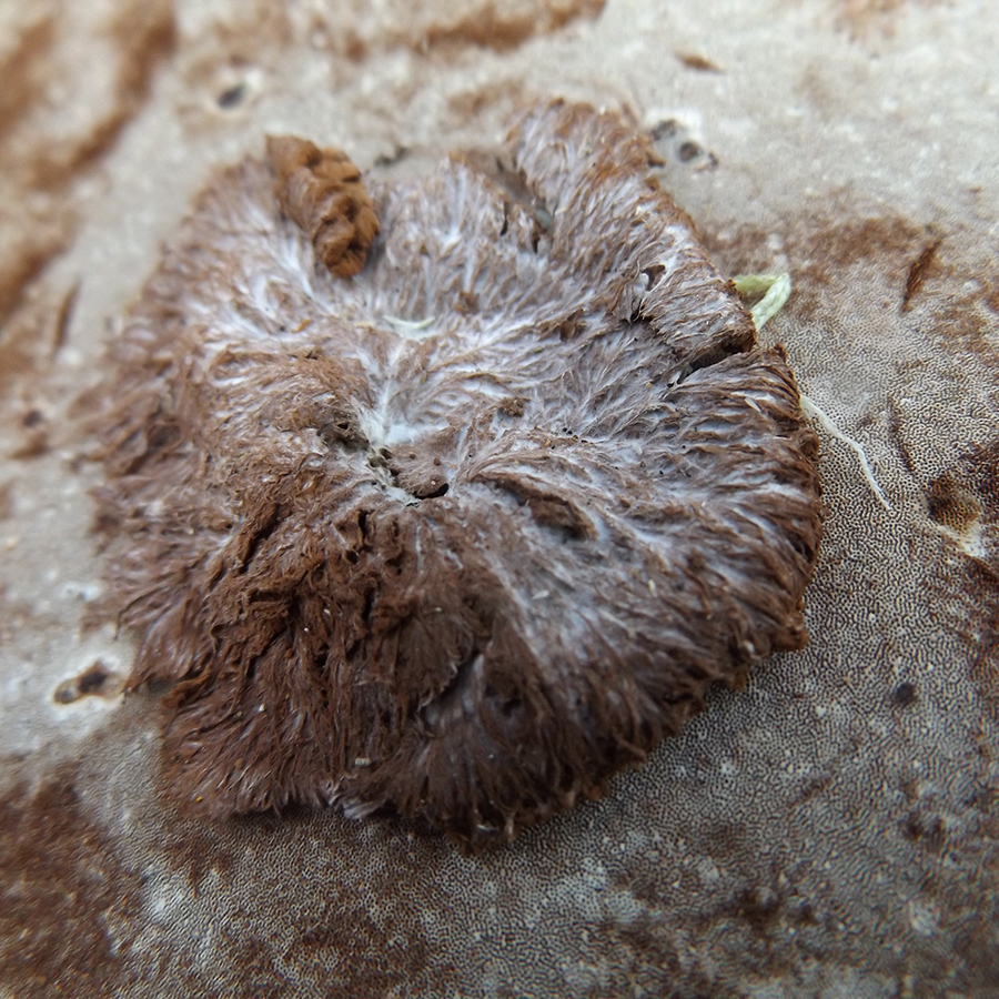 Sporophagomyces Chrysostomus, crédit : Benoît Fortin