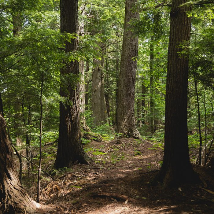 Le sentier des Trois-Fourches et ses gros arbres