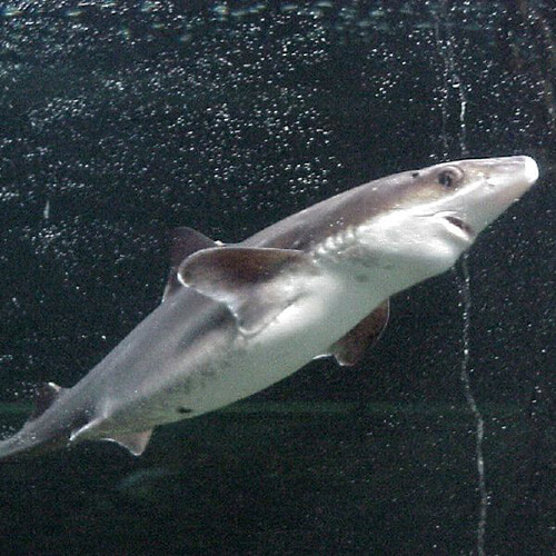 PH_AiguillatCommun-SqualusAcanthias-Spiny_dogfish_hokitika_500px72dpi_2015