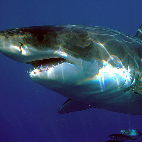 PH_GrandRequinBlanc-Carcharodon_carcharias-500px72dpi_2022