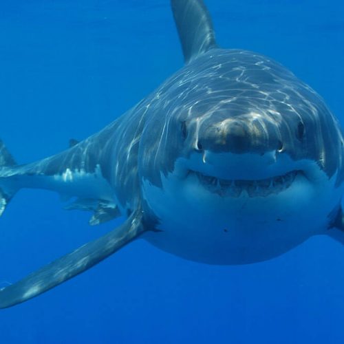 PH_Great_white_shark_south_africa