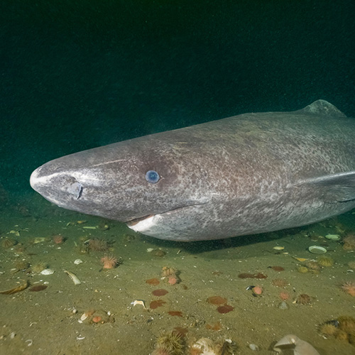 Crédit photo : Blue Planet. Greenland Shark Somniosus microcephalus. Aka Sleeper Shark. Baie Comeau, Saint Lawrence Estuary, Quebec, Canada, Atlantic Ocean