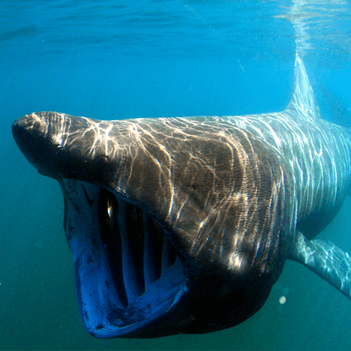 PH_Requin_pellerin_500px-72dpi_2020