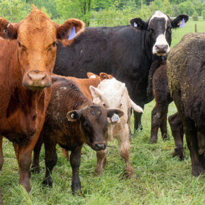 PH_solutionsnature_fermeagricultureregeneratrice_20220609-07_72dpi
