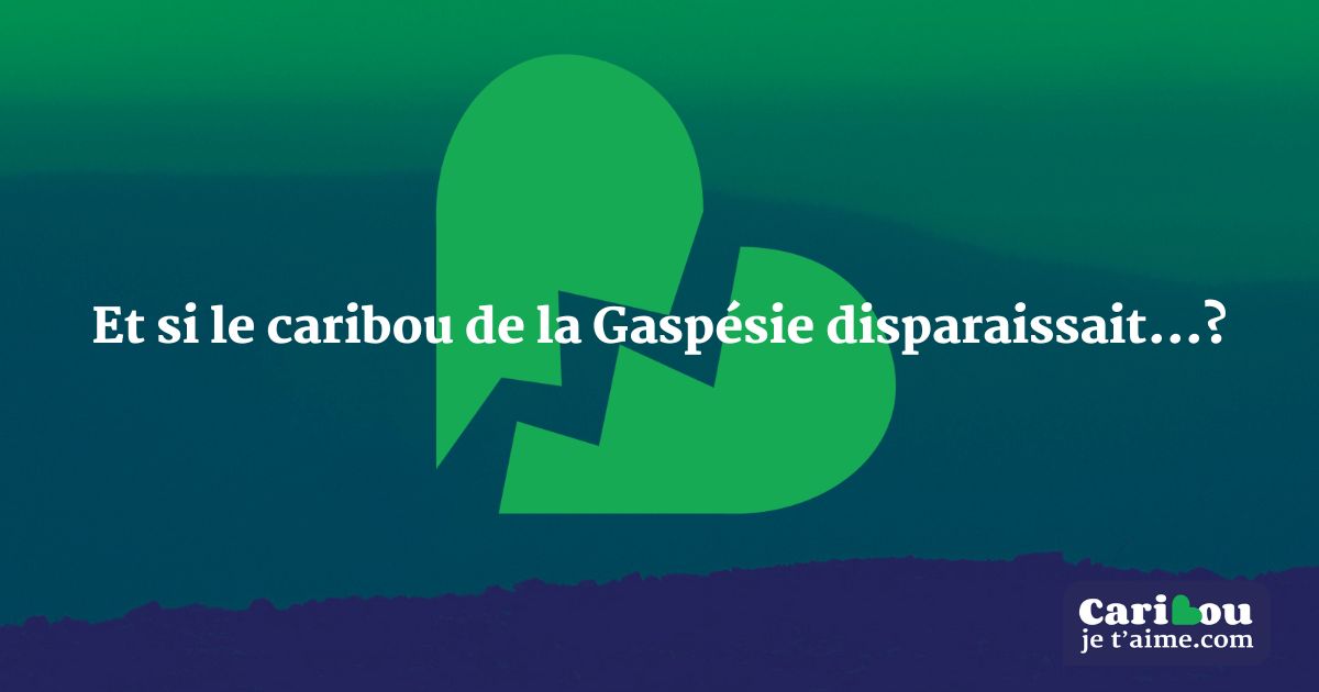 Déclin du caribou : Des entreprises « craignent » pour leur image de marque