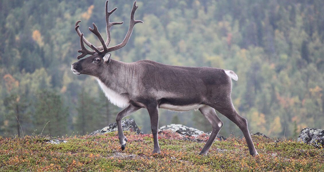 PH_Caribou_Unsplash