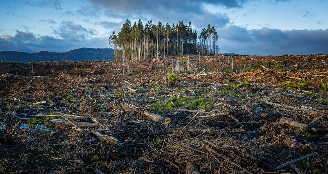 PH_deforestation-Changements_requis_Unsplash