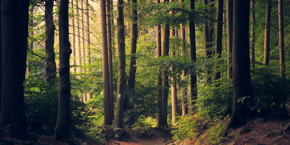 PH_foret-lukasz-szmigiel-unsplash_20221221