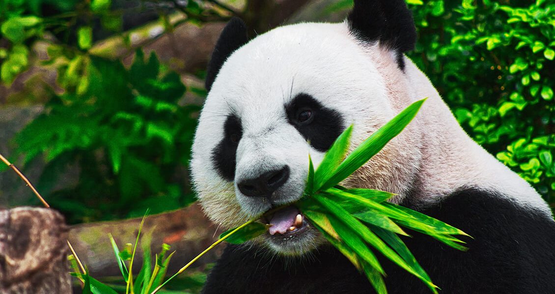 PH_panda_unsplash_20221206