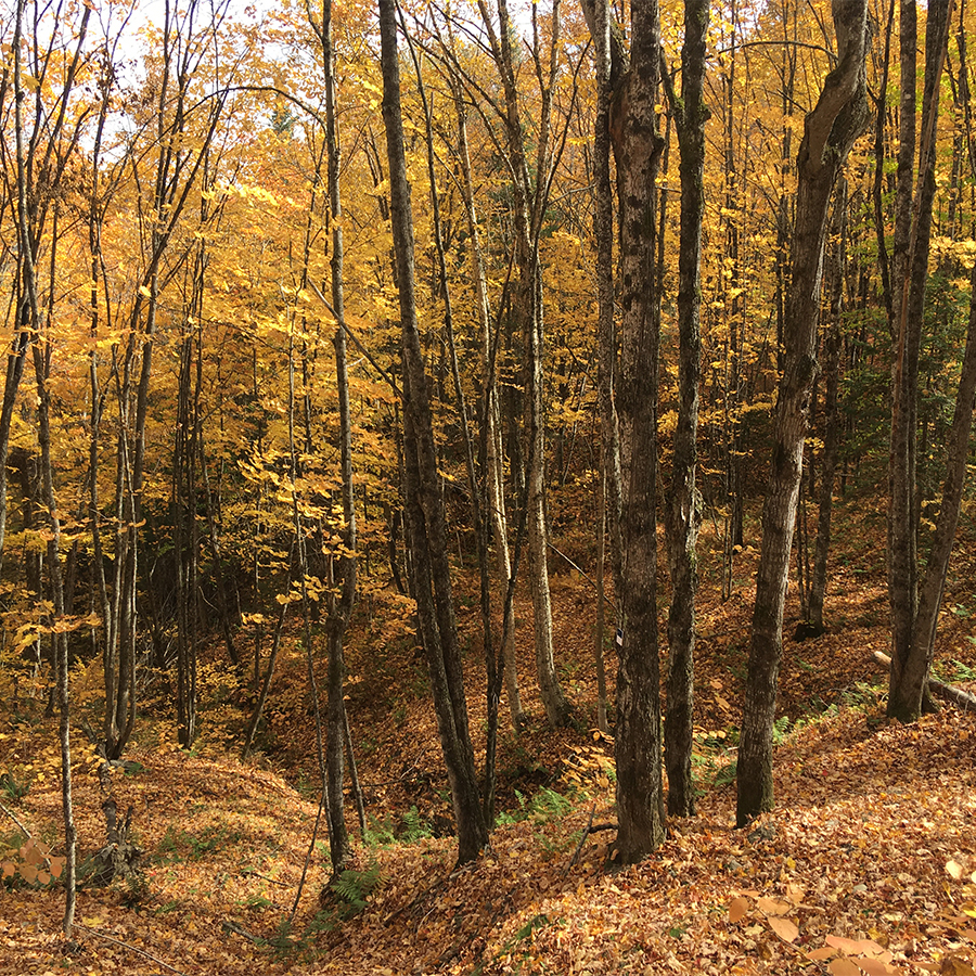 Photographie : Forêt Hereford