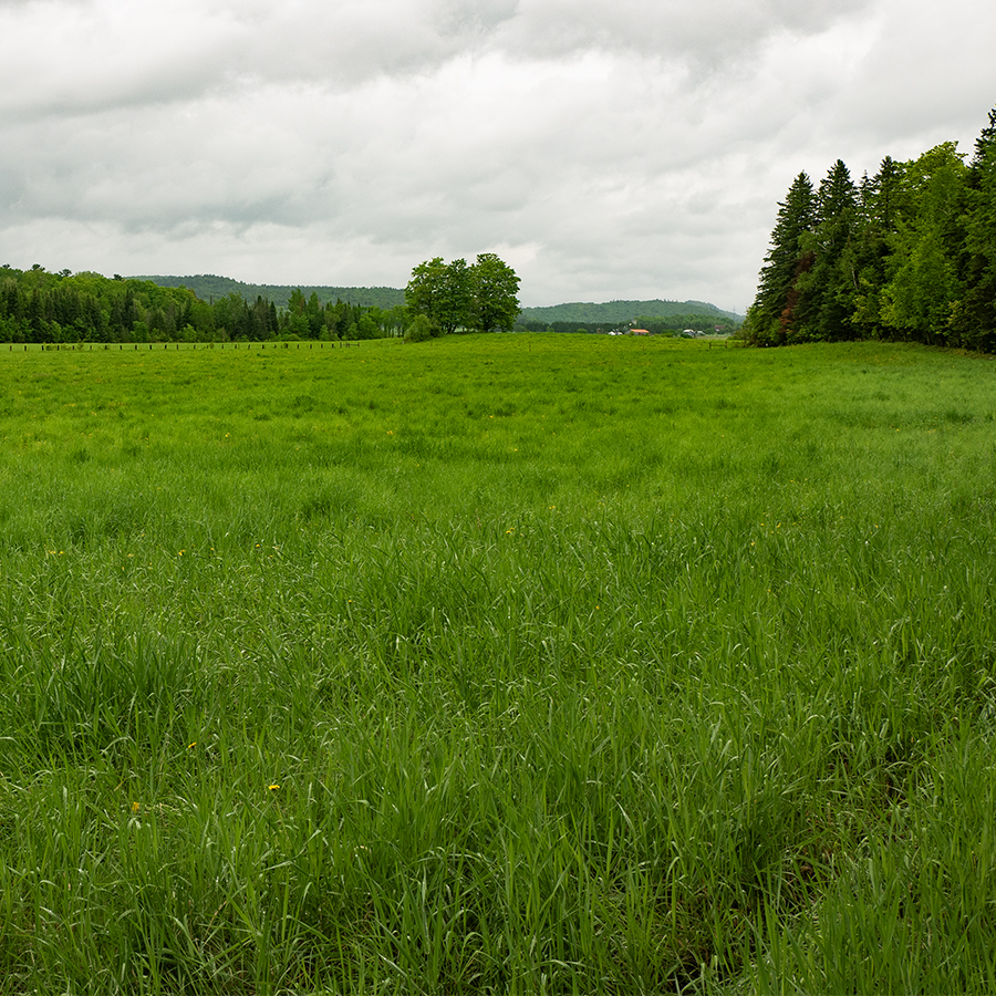Photographie de prairie