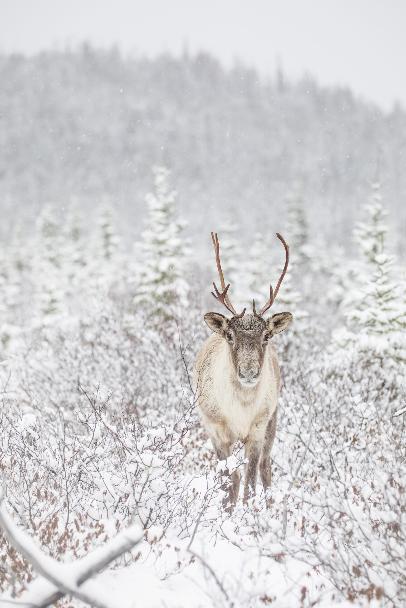 Caribou dans un décor enneigé. Photographie : Jean-Simon Bégin