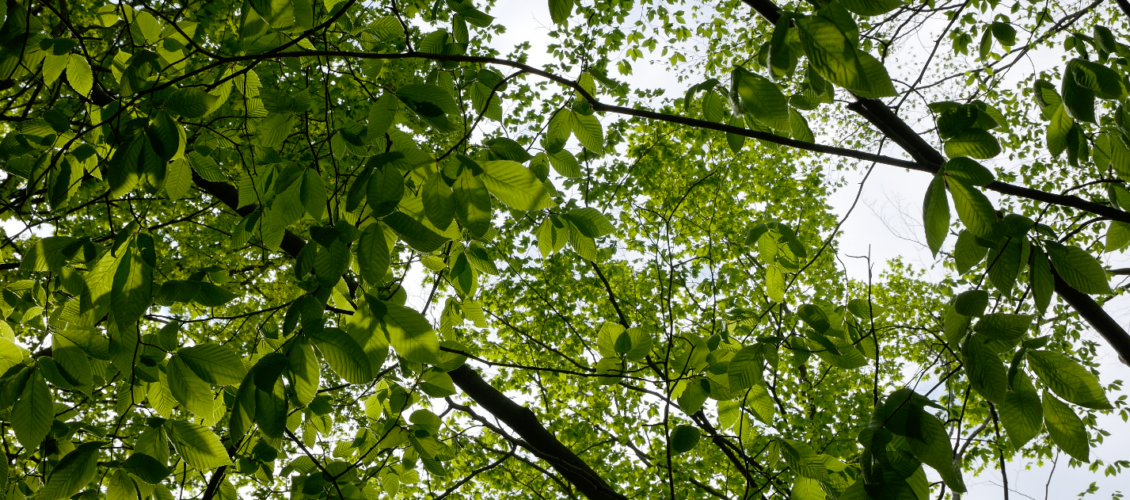 Forêt de Saint-Hilaire