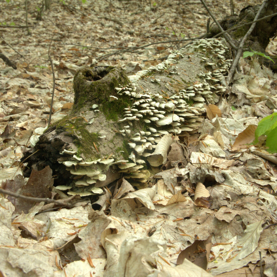 Champignon